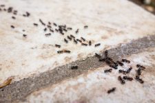 ants along pavement