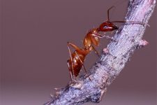 carpenter ant ant control page