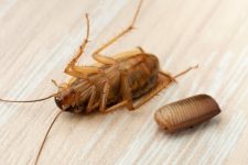 cockroach egg