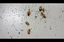 cockroach-poop