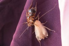 cockroach shed skin