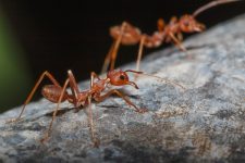 fire ants close up