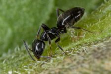odorous house ants